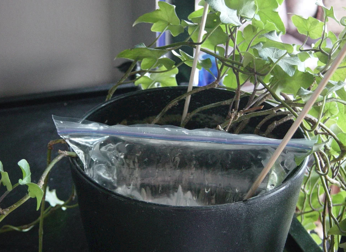 I'm not going to be able to water my plants for 7 days. What should I do?