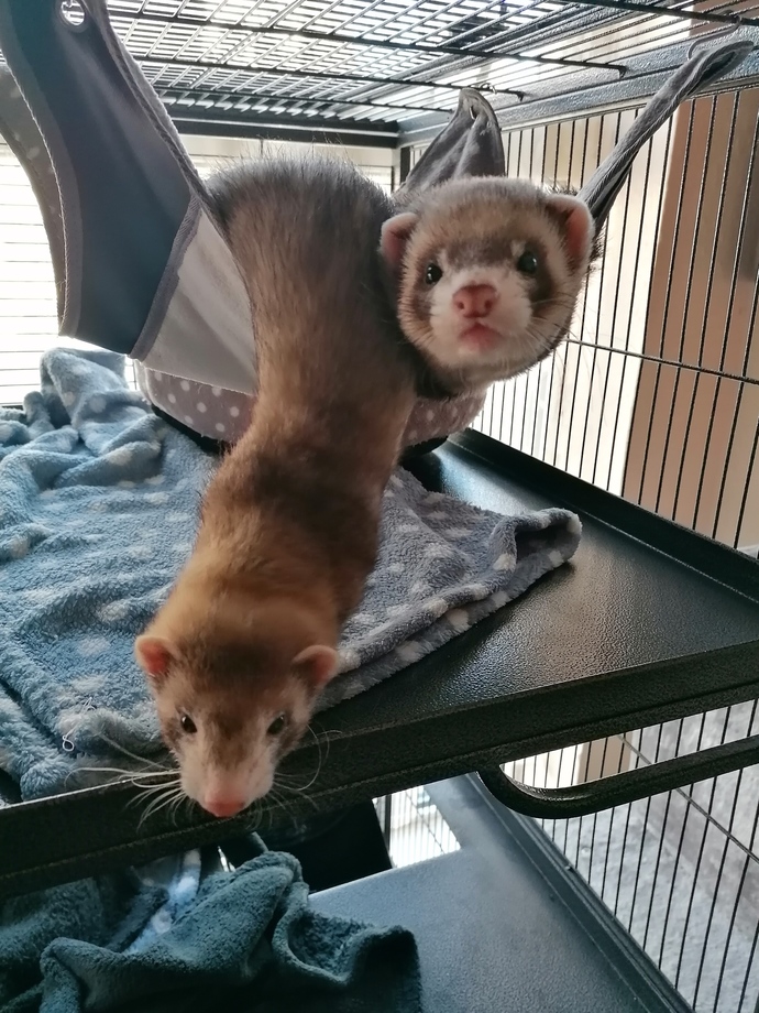 Which Pets do you have or prefer?