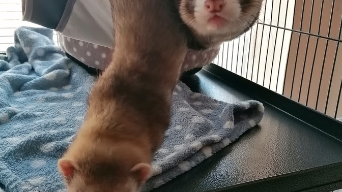 Which Pets do you have or prefer?