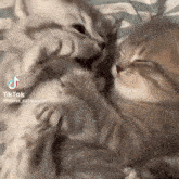 Do you have cuteness aggression?