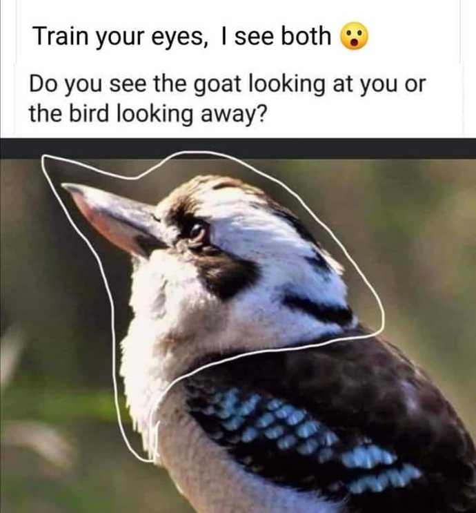What Animal Do You See First?