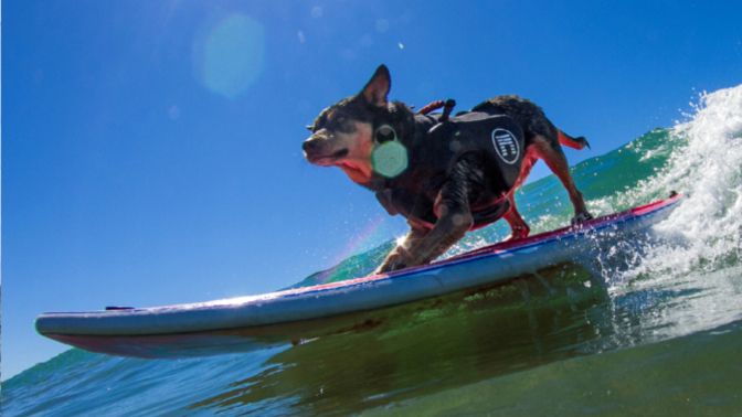 Do you really think that dogs want to ride on a surfboard?