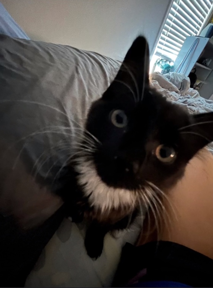Let’s share our fur babies?