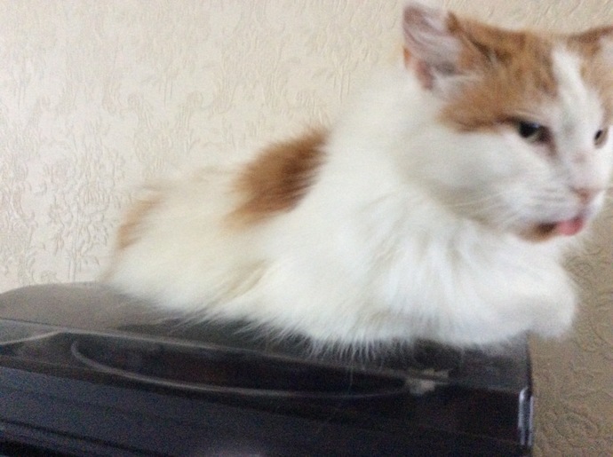 Let’s share our fur babies?