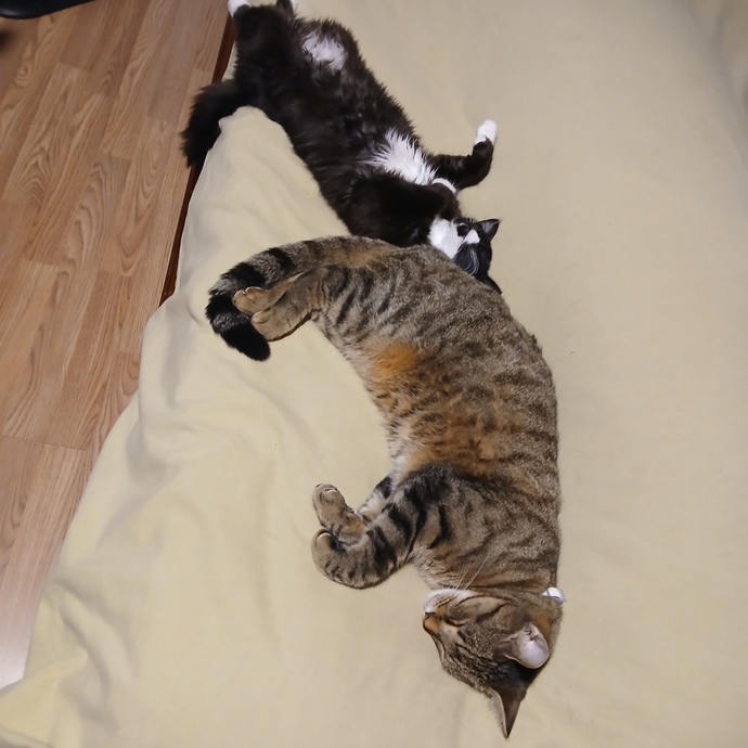 Let’s share our fur babies?