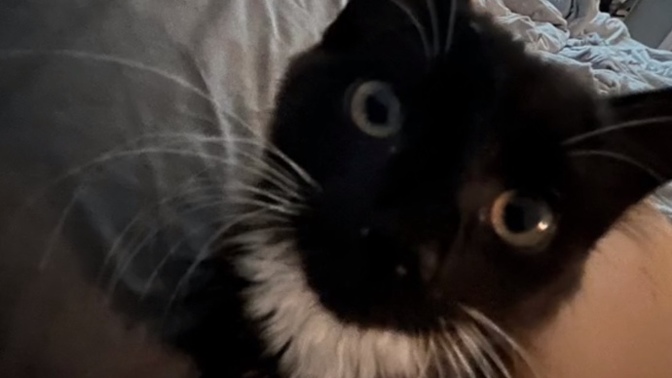 Let’s share our fur babies?