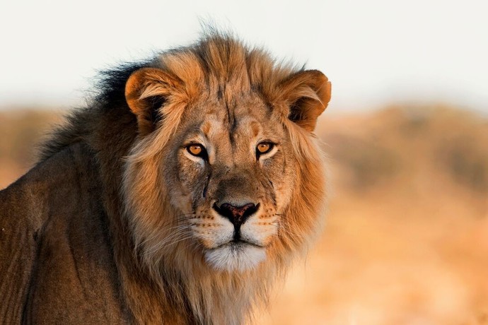 Do you believe in the the law of the jungle? Why or why not?