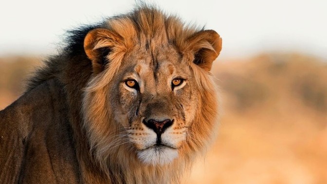 Do you believe in the "the law of the jungle"? Why or why not?