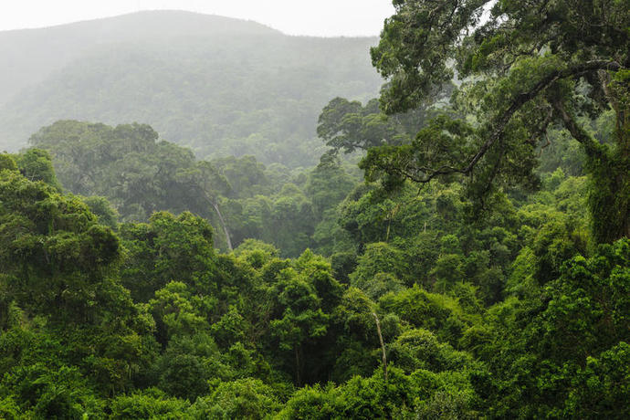 Is south Africa a Jungle or a Country?