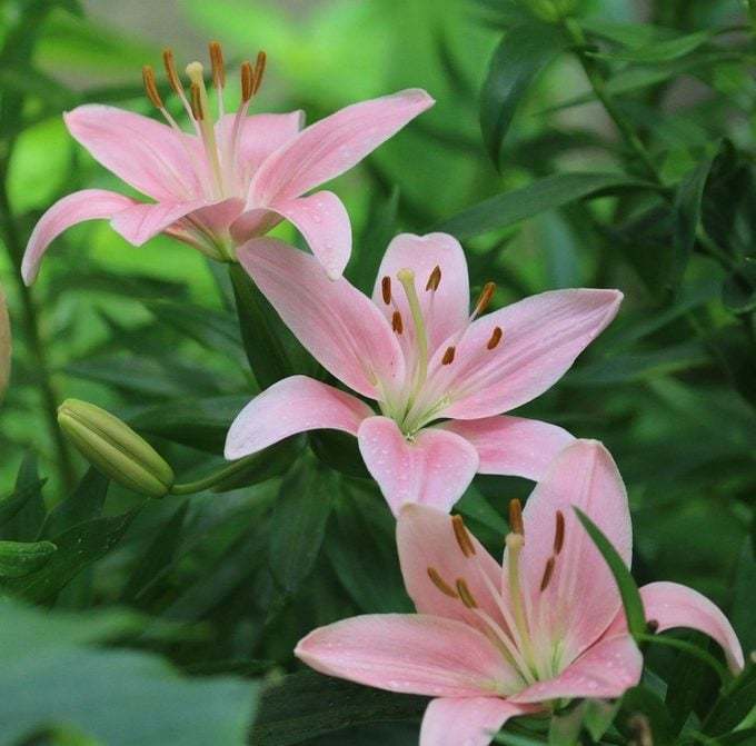 Do you have a favorite flower? If so what is it?