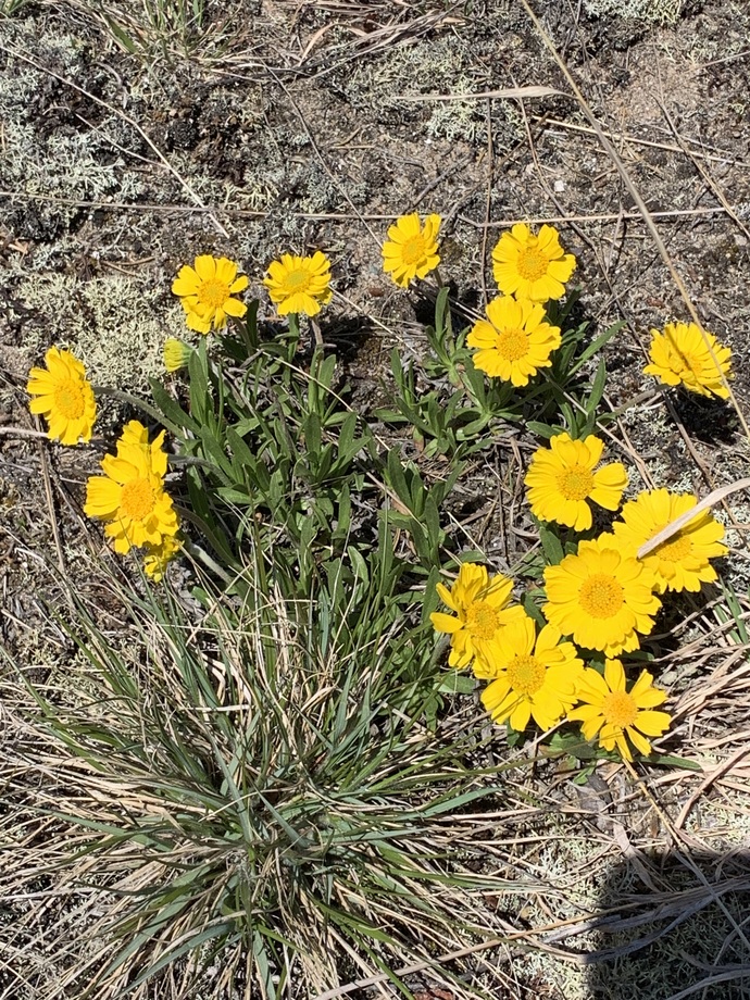 .. or this little bouquet of Lakeside Daisy (Tetraneuris herbacea)