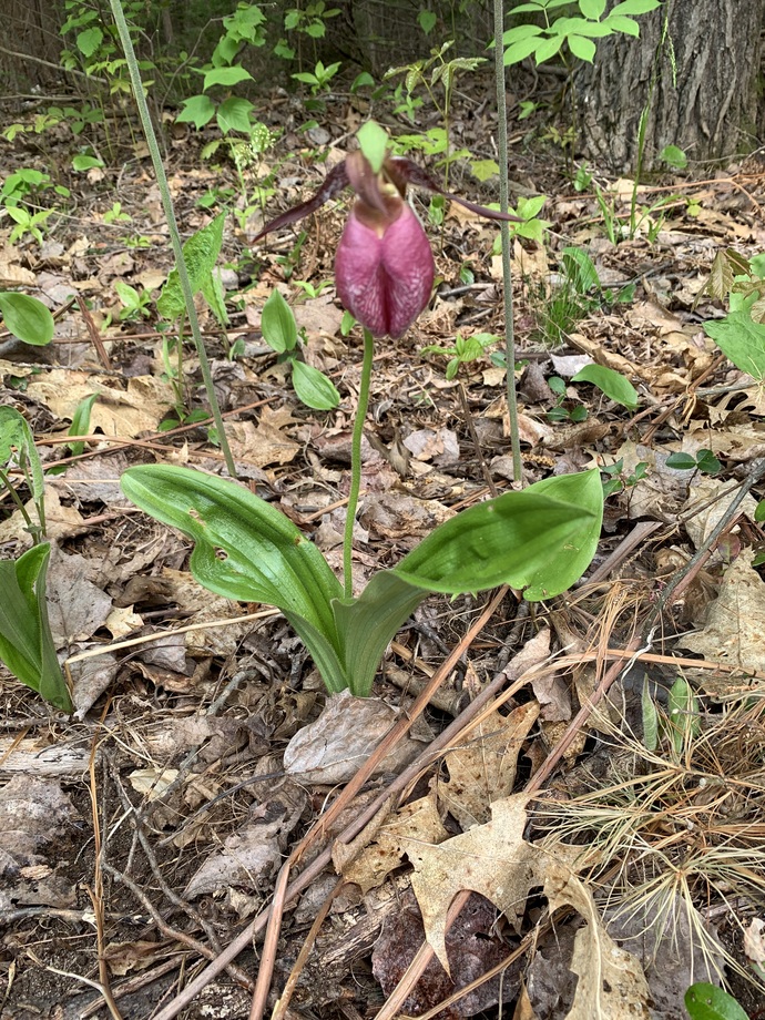 Like this Pink Lady-slipper (Cypripedium acaule).