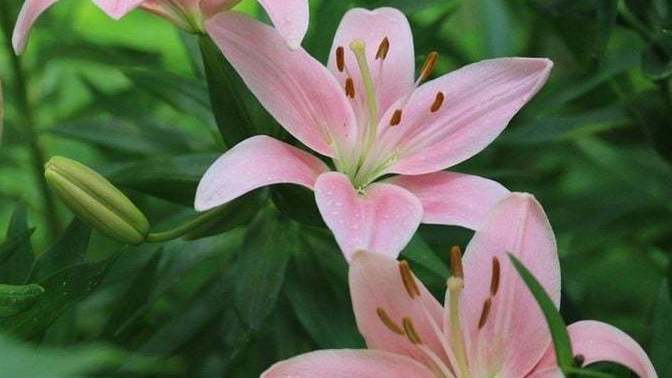 Do you have a favorite flower? If so what is it?