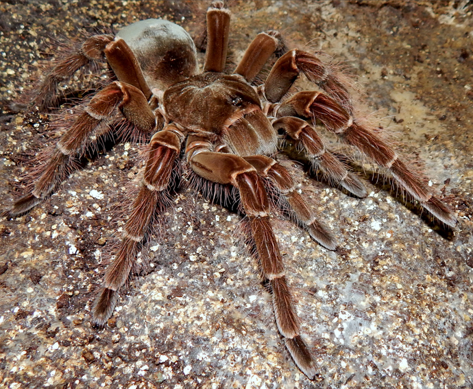 Do you like spiders?
