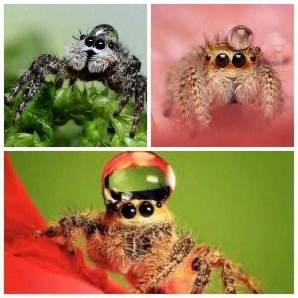Do you like spiders?