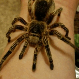 Do you like spiders?