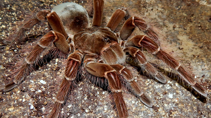 Do you like spiders?