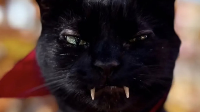 Thoughts on ‘Count Catula’?