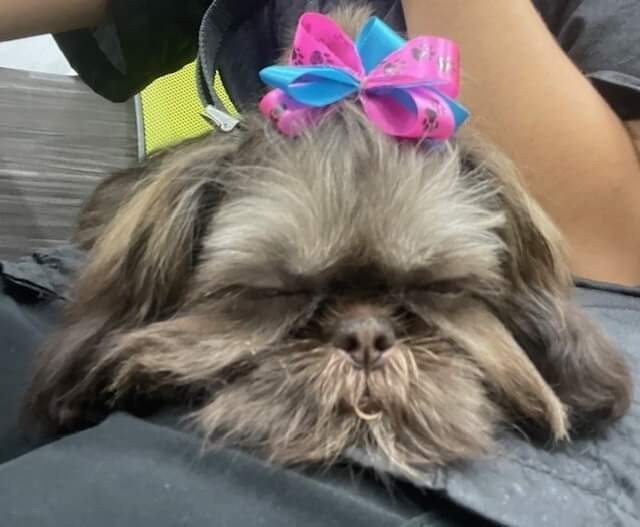 Do you take your pets to the groomers?