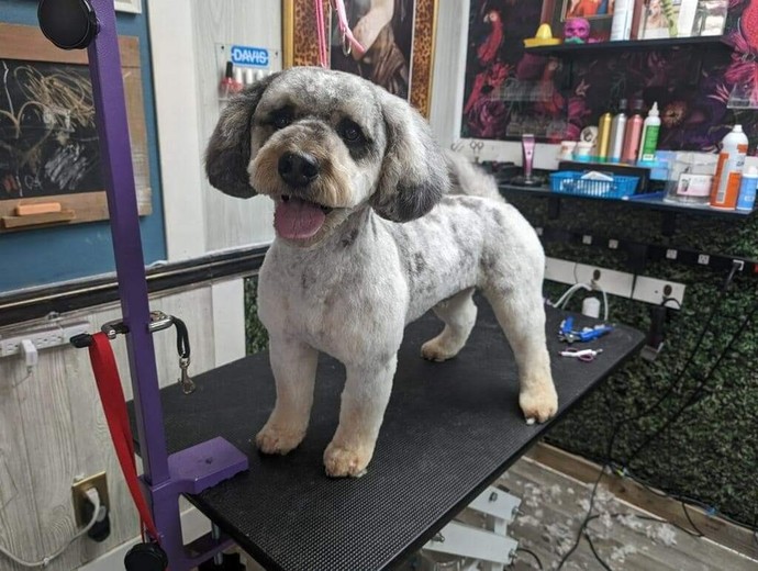 Do you take your pets to the groomers?