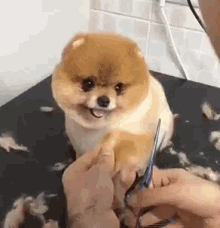 Do you take your pets to the groomers?