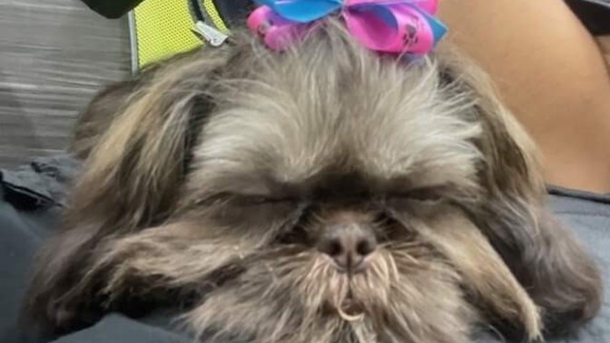 Do you take your pets to the groomers?