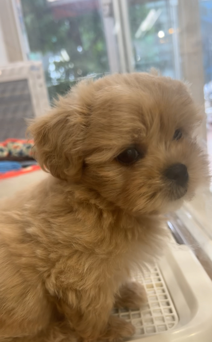 What Dog Breed Is This?
