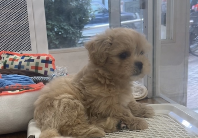 What Dog Breed Is This?
