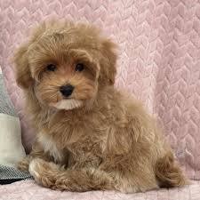 What dog breed is this?