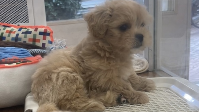 What dog breed is this?