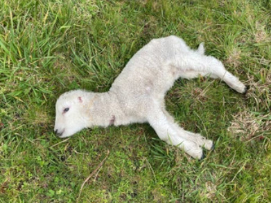 dead kid in Wales