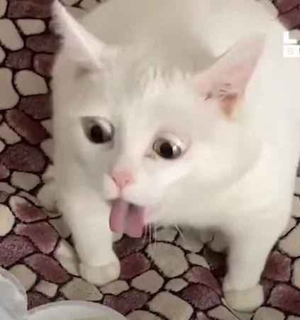 What’s your favorite funny cat video?