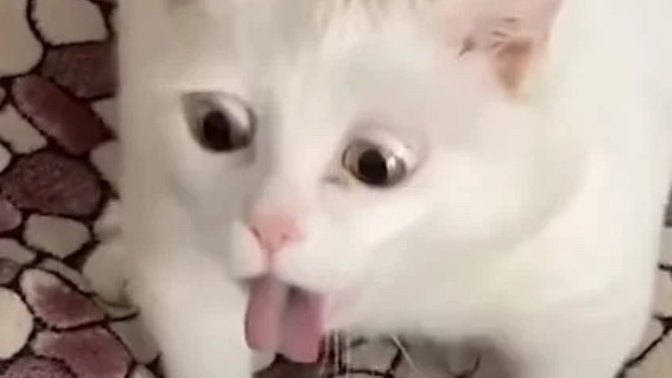 What’s your favorite funny cat video?