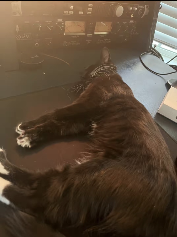 Are you a dog or cat person?
