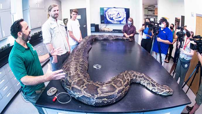 Would you particpate in taking out some Florida Pythons?