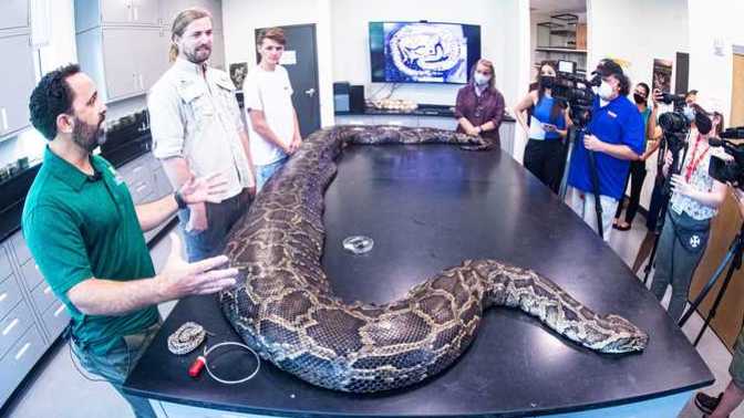 Would you particpate in "taking out" some Florida Pythons?