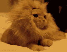 When was the last time you yawned?