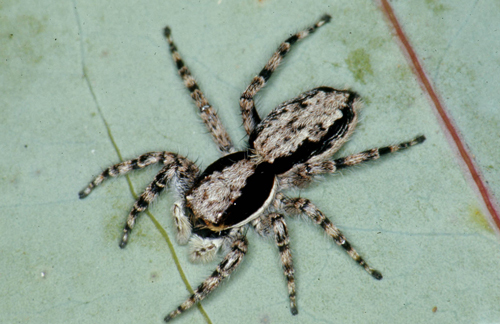 common jumping spider