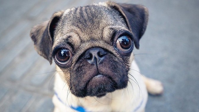 Do you find pugs cute? And would you want one as a pet?