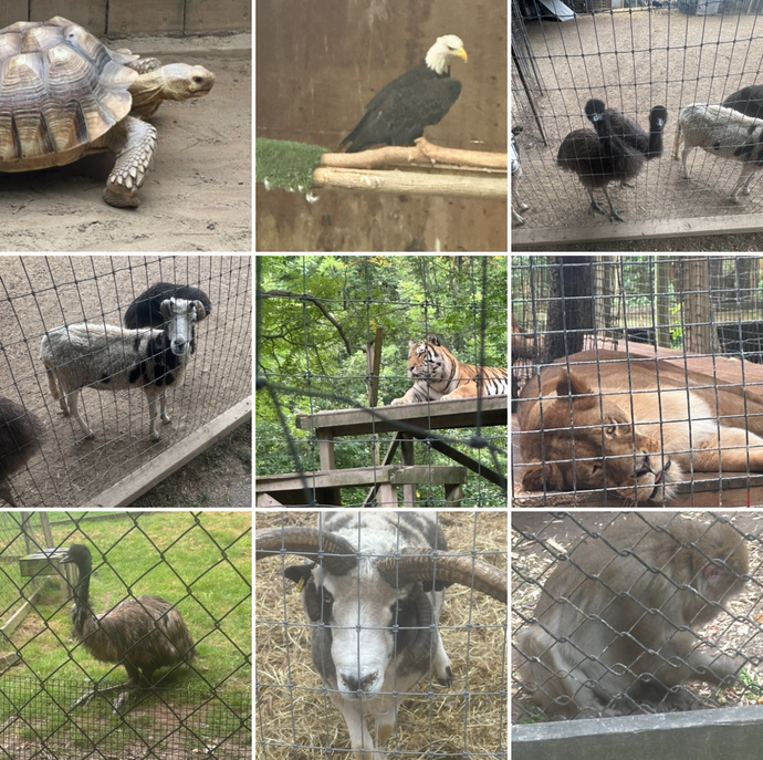 How does our zoo photo look?