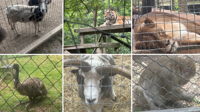 How does our zoo photo look?