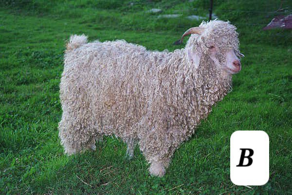 Is it a sheep or a goat?