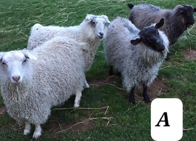 Is it a sheep or a goat?