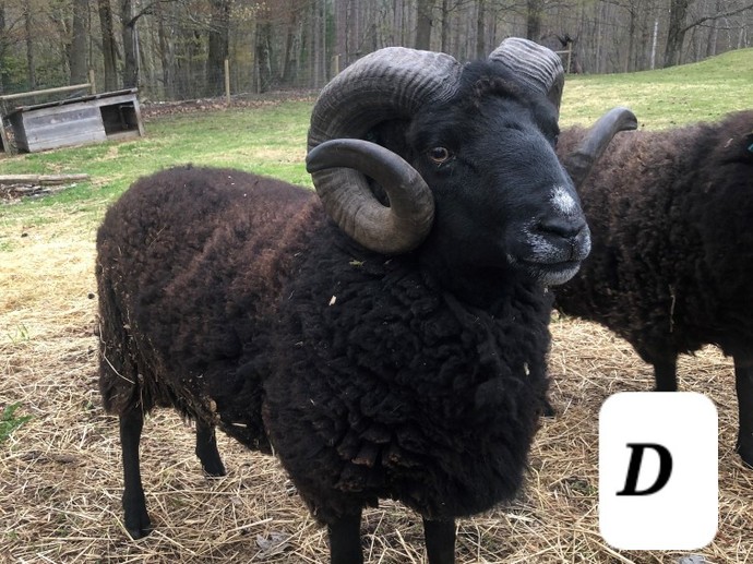 Is it a sheep or a goat?