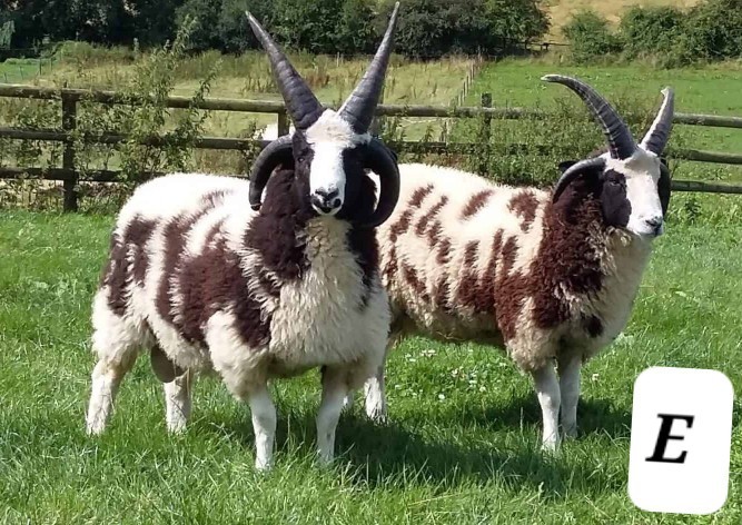 Is it a sheep or a goat?