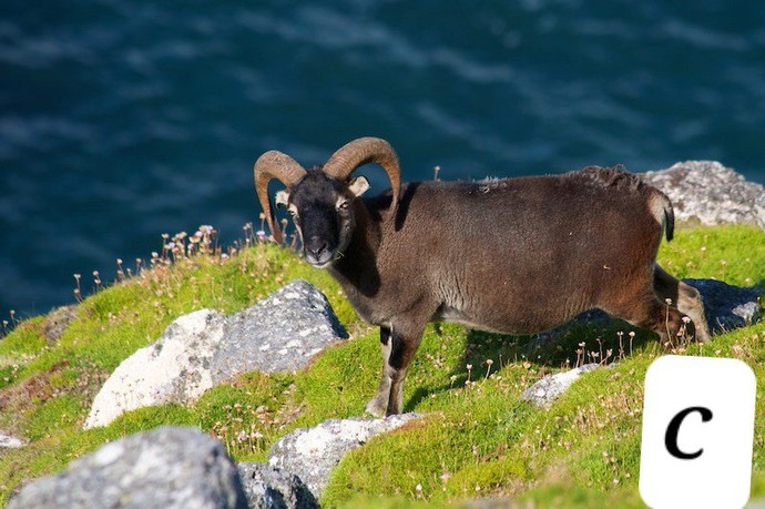 Is it a sheep or a goat?