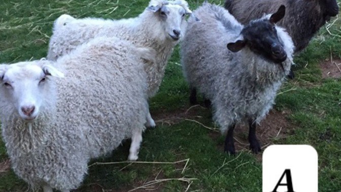 Is it a sheep or a goat?