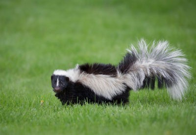 Would you ever own a pet skunk?