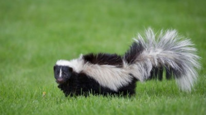 Would you ever own a pet skunk?