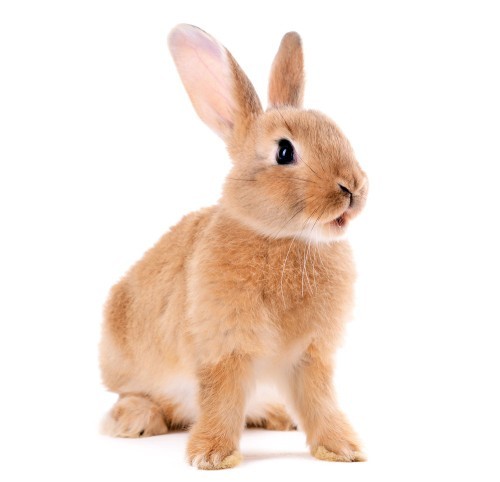 Is Bugs Bunny a rabbit or a Hare?